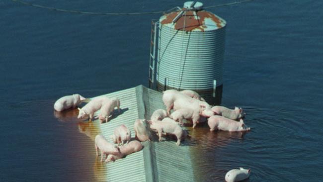 SEPTEMBER 18, 1999 : Struggling to stay alive pigs sit atop their barn to escape floodwaters in North Carolina 18/09/99 after   Hurricane Floyd swept across several US states.USA / Weather / Flooding / Animal / Pig