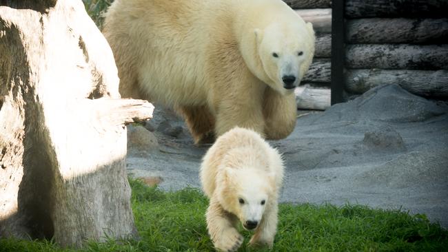 The latest photo of baby polar bear cub Mishka.