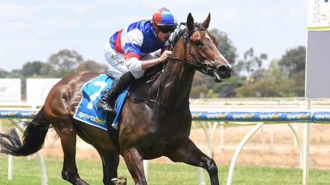 The Open, winning on debut at Wangaratta earlier in the year, can resume with a win in the last race at Cranbourne on Friday night. Picture: Brett Holburt/Racing Photos