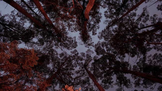 The Project X site at Hastings Cave State Reserve. Picture: REMI CHAUVIN