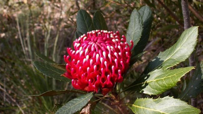 The Gibraltar Range waratah – “the queen of NSW wildflowers”.