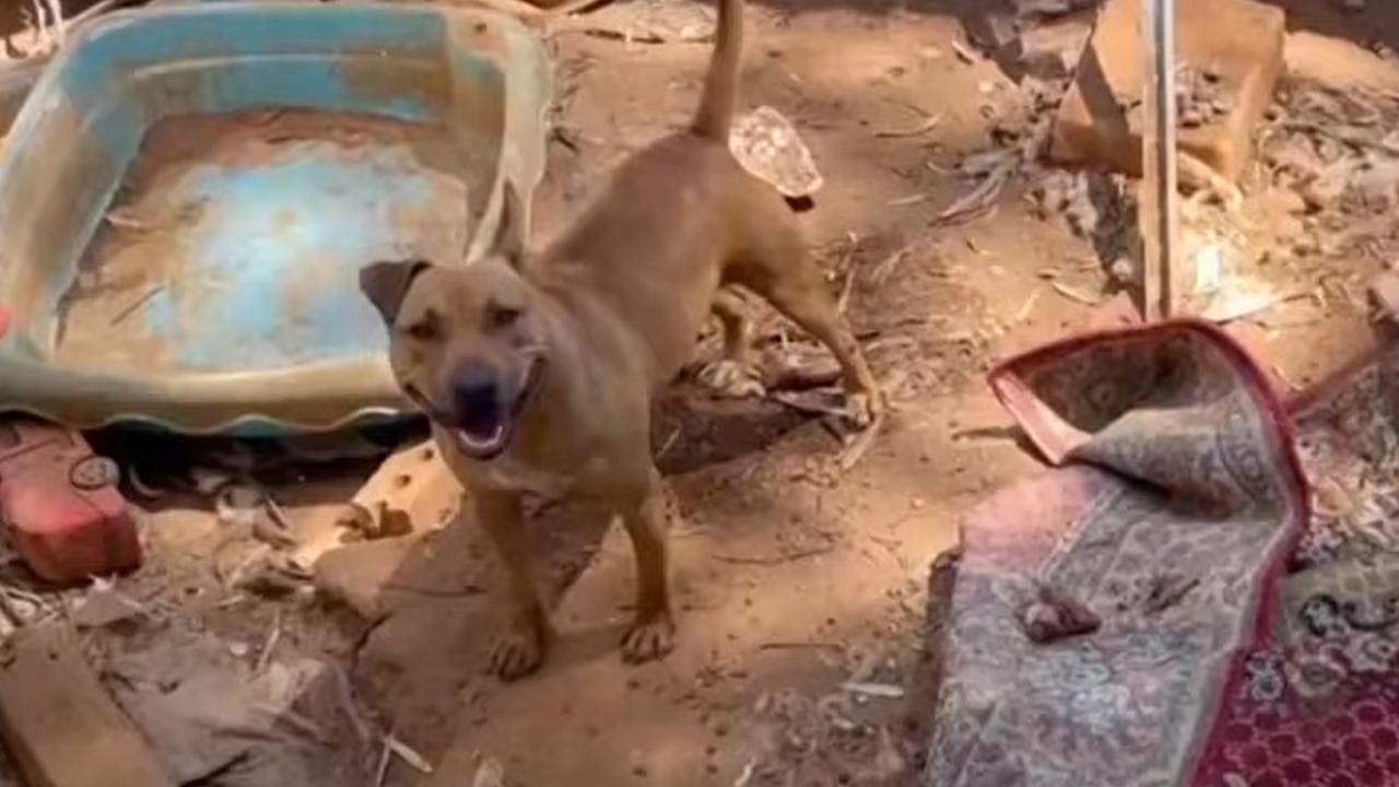 Neighbours raise alarm as dogs left without water in extreme heat