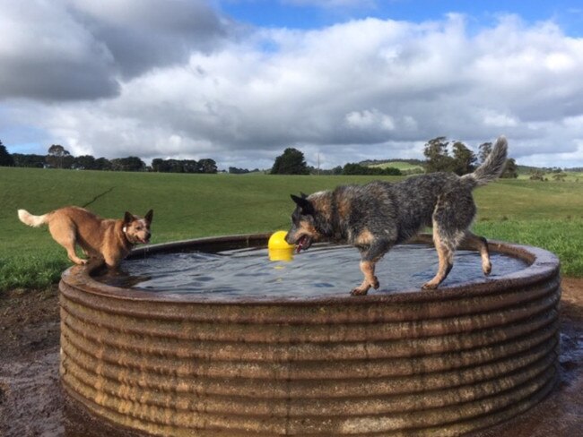 Day of Dogs 2018: Olivia O’Connor of Berrys Creek in Gippsland sent in this picture of Ruby the Red Heeler and Ned the Blue Heeler checking the troughs.