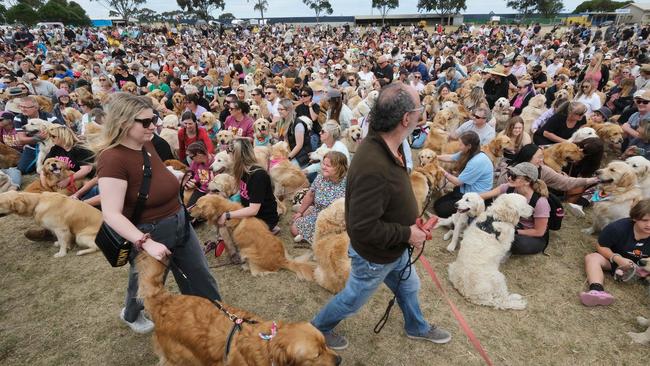 Goldrush world record attempt. Picture: Mark Wilson