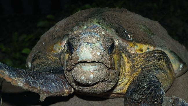 Nesting loggerhead turtle. Picture: Lauren Bath