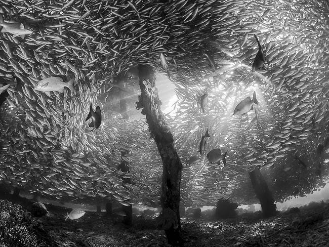 Supplied undated image obtained Thursday, August 23, 2018 of Hide and Seek by Malaysian-based photographer Tracey Jennings. A school of fish fleeing from prey has won the Australian Geographic's nature photography competition's top gong. Malaysian-based Tracey Jennings captured the black and white shot underneath the Arborek Jetty in Raja Ampat in Indonesia, after seeing other images on social media. (AAP Image/Tracey Jennings) NO ARCHIVING, EDITORIAL USE ONLY