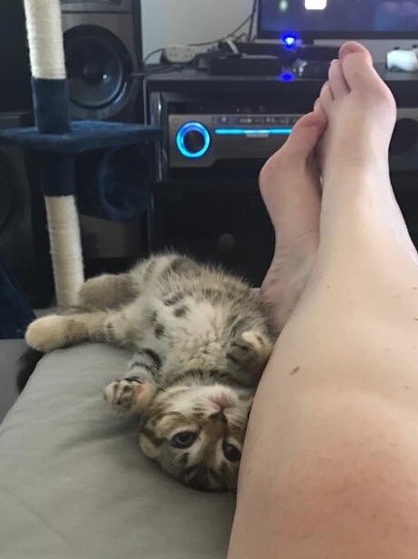 This is Mayhem. I think she is the cutest cat. She’s so loving and always wants to be near you having cuddles. Picture: Amber Chambers