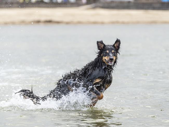 Hot Weather. 9:07am. People walk their dogs at St. Kilda dog beach as the temperature climbs. Picture: Jake Nowakowski