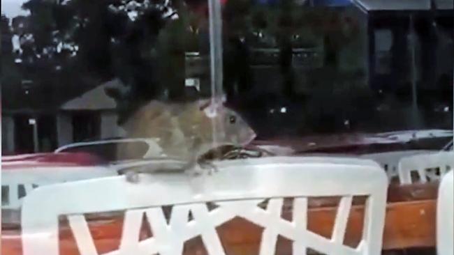 The huge rat was perched on a chair inside the restaurant. Picture: Auburn_2144