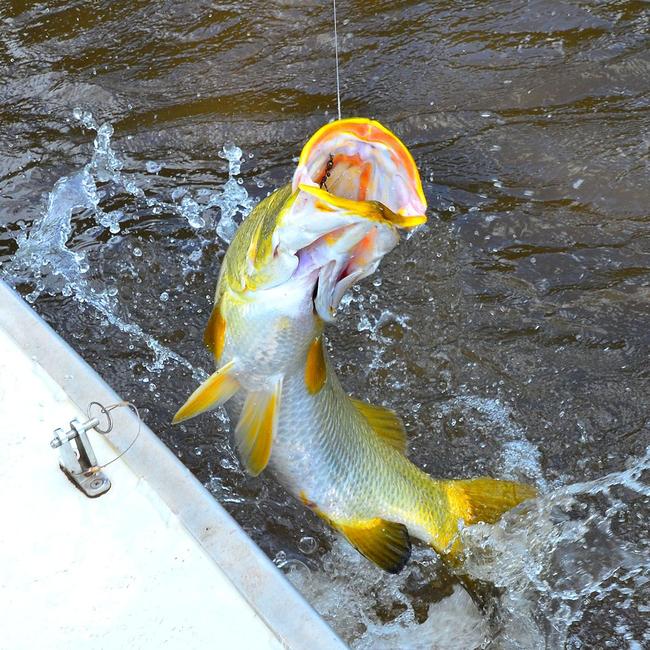 Million Dollar Fish The gold tinge of this airborne barra is a clear giveaway that it has just come down from the upper freshwater of the East Alligator River