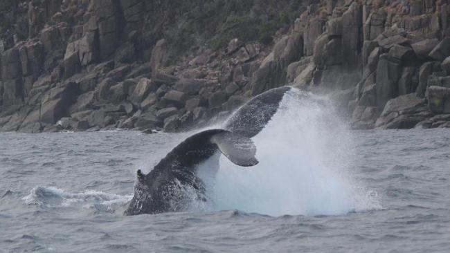 Whale along the Tasman Peninsula captured by Pennicott Wilderness Journeys Skipper Drew Griffiths