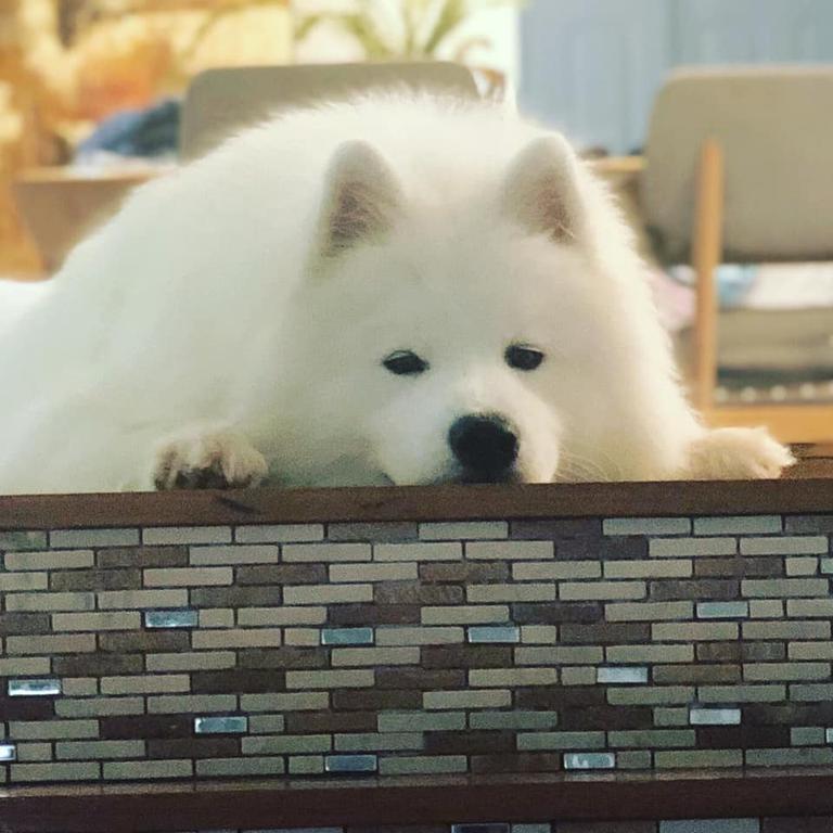 Arlo the Samoyed. Photo Kate Matley