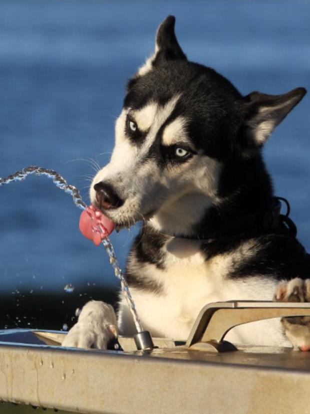 Meet Remy, he loves to drink from public water fountains when he is out and about with his owner Matt Higgs.