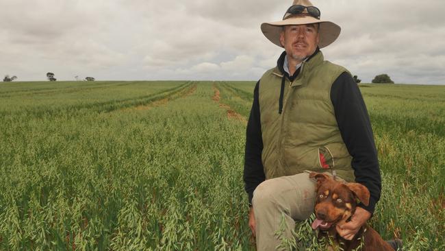 Farmer Ian Arney in an oats crop on his farm at Werrimull in the Millewa district of northwest Victoria. October 2020. Picture: JAMES WAGSTAFF