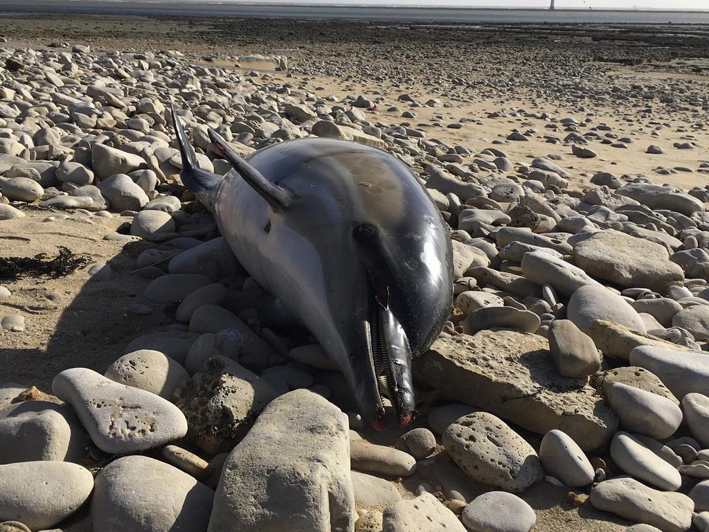 French dolphin deaths: 1100 dolphins wash up on French coast | news.com