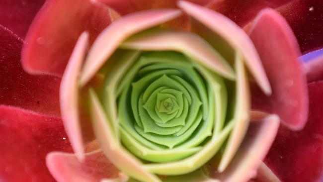 My Day on Instagram. Plants are great for colour, patterns and shapes. I used a small depth of field and got in close. Picture: Josie Hayden