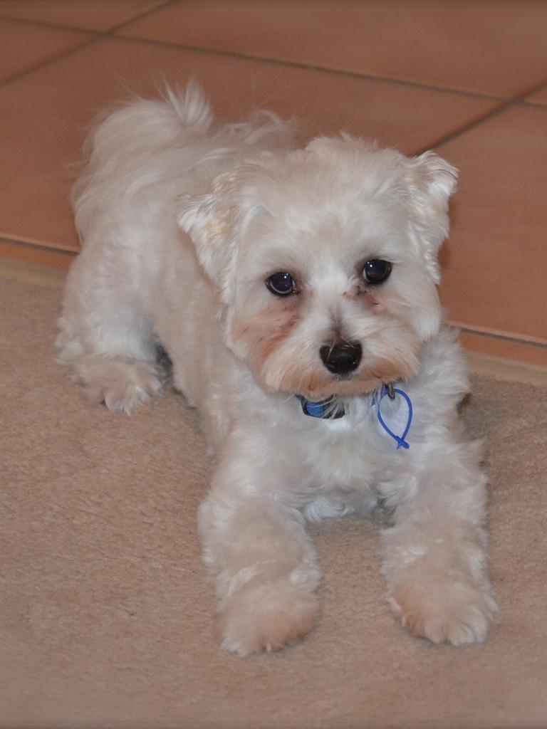 Michelle Graham's dog Buddy is a Maltese/shih tzu cross. 