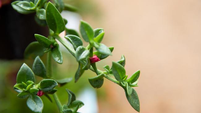 COPYRIGHT WARNING: FOR MORETON LIFE USE ONLYRussell Young from Burpenary's Garden Gems shares his top tips for drought-proofing your garden. Photo: Dominika Lis