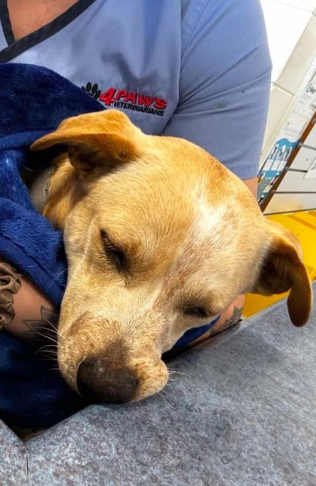 The pets who have gone missing after a devastating house fire in Gulliver nearly killed two people on Boxing Day in Townsville. Photo: Supplied.