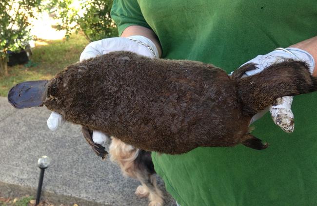 Wildlife ARC carer Lorain Castellari with the body of a young female platypus found near Erina Creek. Picture: Supplied