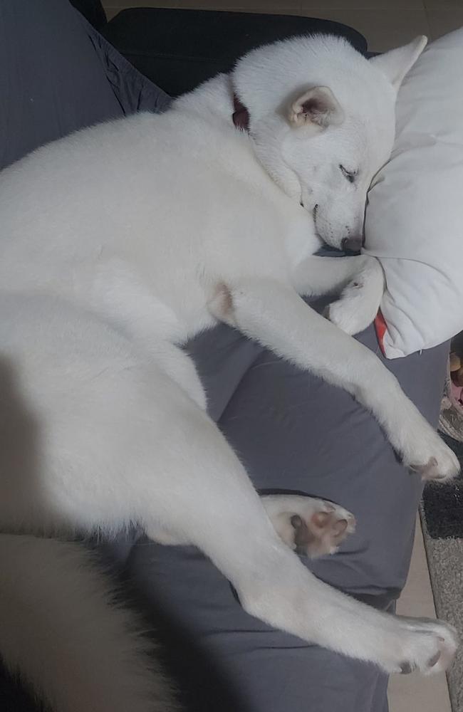 Kharli: Wendy Owen's 8 month old Husky