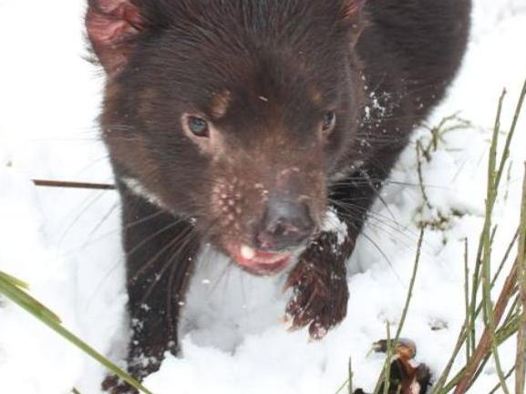 Heavy snowfall at Barrington Tops with Tasmanian Devils. Courtesy of Twitter @Tim_Beshara