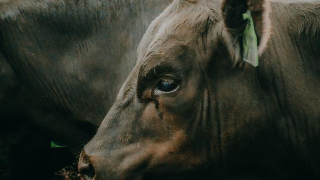 Producers who rolled the dice on cows and calves in 2019 are reaping the benefits. Picture: Madeleine Stuchbery.