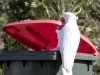 'One of the smartest wheelie bin tricks I’ve ever seen'