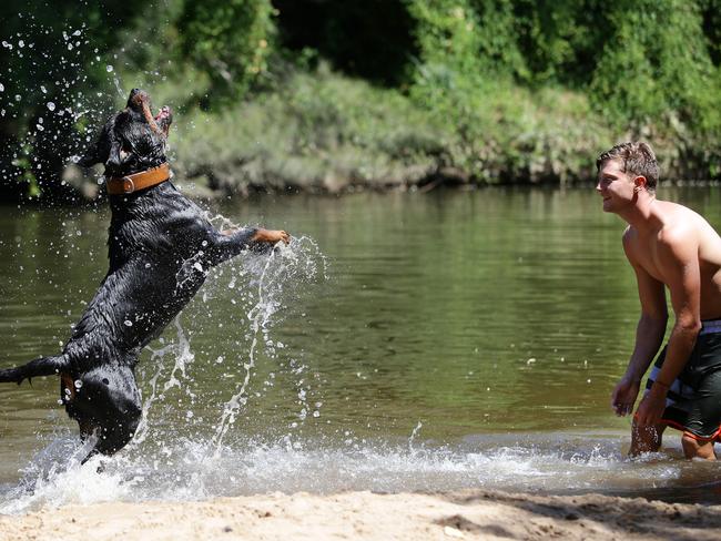 Rottweiler Harley cooling off with owner Kieran Tisdale from Cobbity in the Nepean River near Camden. Picture: Jonathan Ng