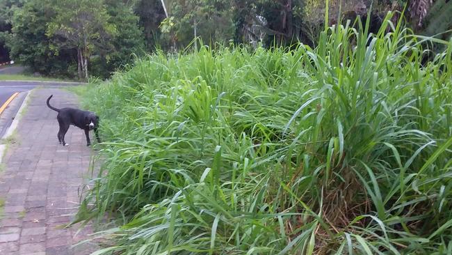 Overgrown grass at Kuranda. Picture: Supplied