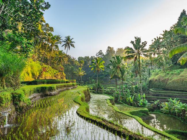 Rice Terrace in Tegalalang, Bali, Indonesia.Escape 3 December 2023Why I travelPhoto - iStock