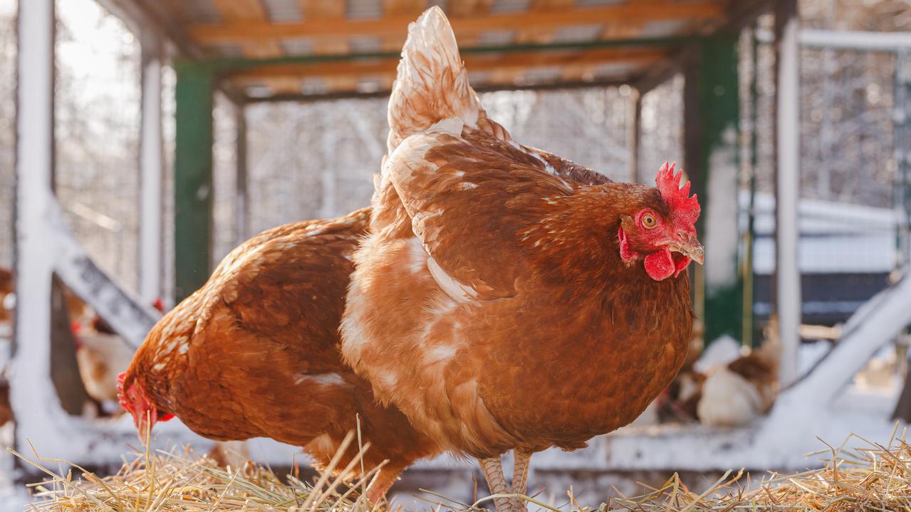 Bird flu: do humans get it (and do I need to hard-boil my eggs)?