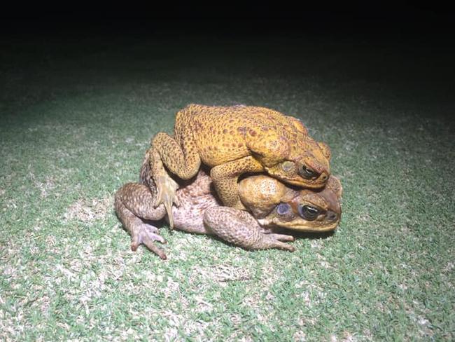 Cane toad found holidaying on Coffs Coast