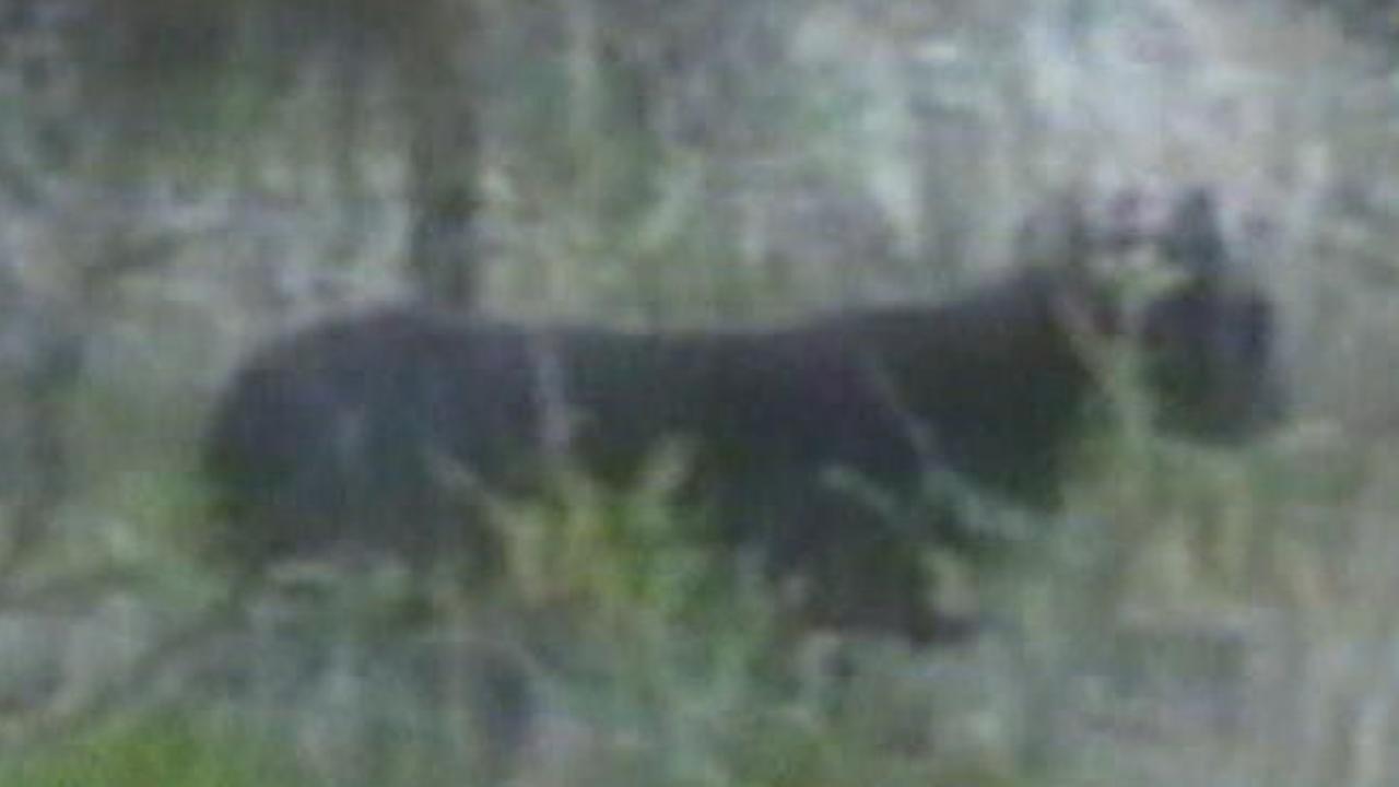 Graceful and powerful Big cats roaming in Aussie wilderness and