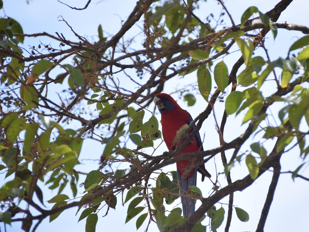 People are urged to avoid contact with wild birds if possible. Photo: Tristan Evert