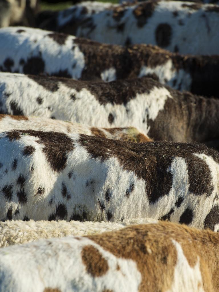 Many colours of speckled Persians. Picture: Zoe Phillips