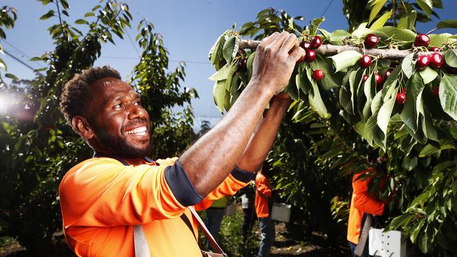 Isaac Norve from Vanuatu picks cherries at Lucaston Park Orchard in Cradoc. PICTURE: ZAK SIMMONDS