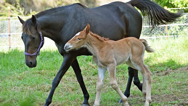 Newborn Suffolk Punch filly with mare Becky, at Glenworth Valley on Friday 10th November 2017. The Suffolk Punch is a rare large horse breed similar to a Clydesdale. (AAP IMAGE / Troy Snook)