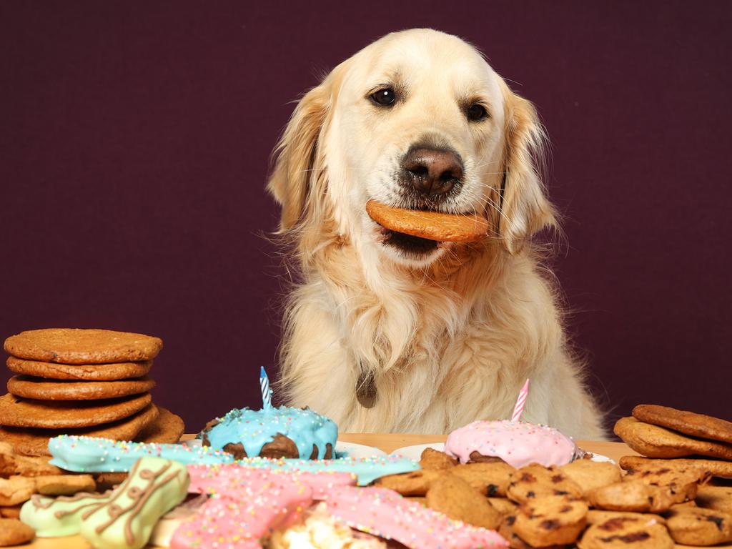 Dog treats Wagalot launches Vegemite cannabis dog biscuits The