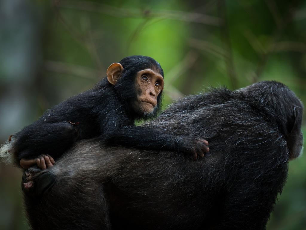 Chimpanzee in the Mahale Mountains, Tanzania. Picture: Julien Polet/ Remembering Great Apes