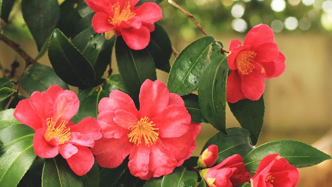 A sasanqua camellia tree.