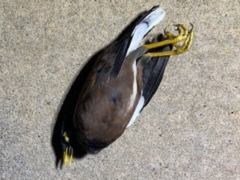 A rogue myna bird that had been nesting at Darwin Airport is now pining for the fjords. Picture: Supplied