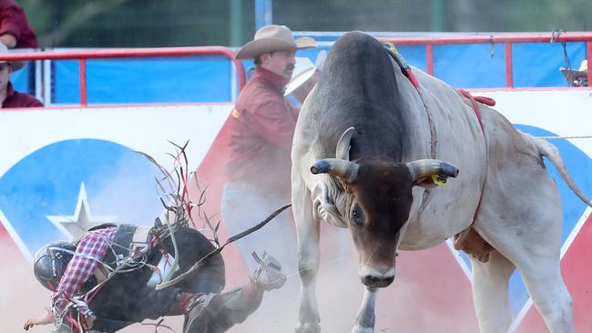 The open bull ride was one of the many highlights of the 69th Myrtleford Golden Spurs Rodeo. Pictures: Yuri Kouzmin