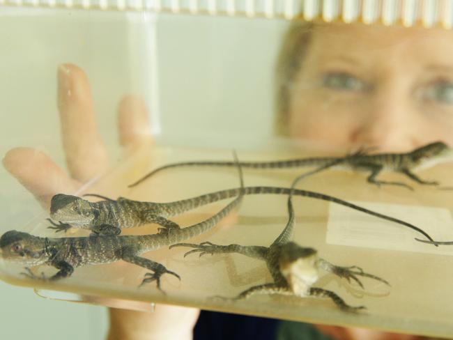 Lynleigh Greig has become a surrogate mum to a clutch of reptiles. Picture: Braden Fastier