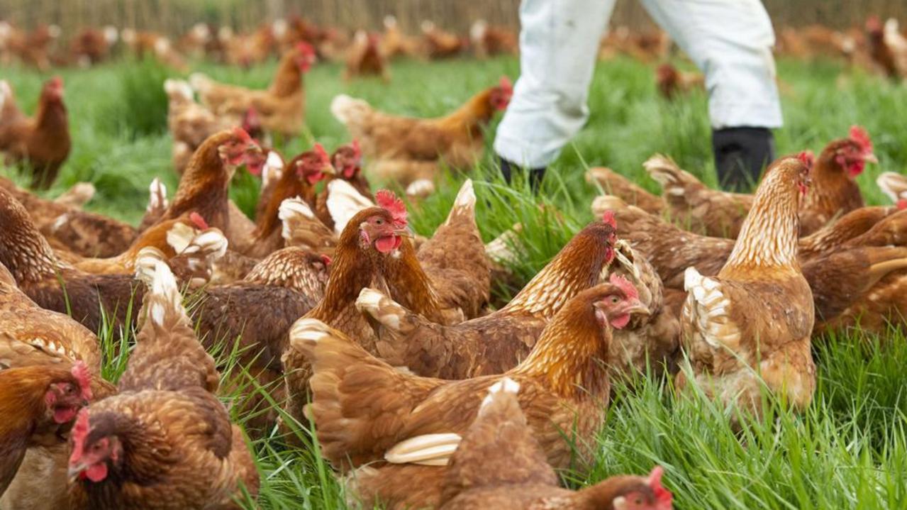 Bird flu strikes again in central Victoria with restrictions in place