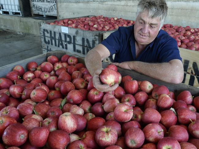 How do you like them apples? Harcourt’s claim to fame. Gala Apples.