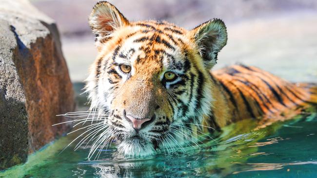 HOLD COURIER MAIL EMBARGO MONDAY 30TH MARCH Dreamworlds Tiger Island manager Patrick Martin-Vegue and other handlers with the tigers who are now some of the only ones left at the park since it has shut. Picture: NIGEL HALLETT