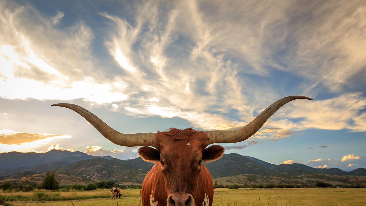 A teenager was rushed to hospital after he was trampled repeatedly by a bull on private property. FILE PHOTO