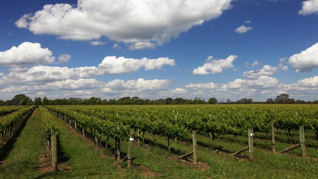 Vines in the Coonawarra Penola South Australia