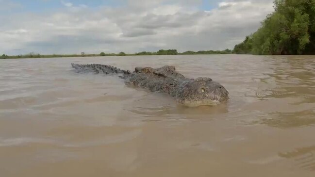 Cool Queensland croc video